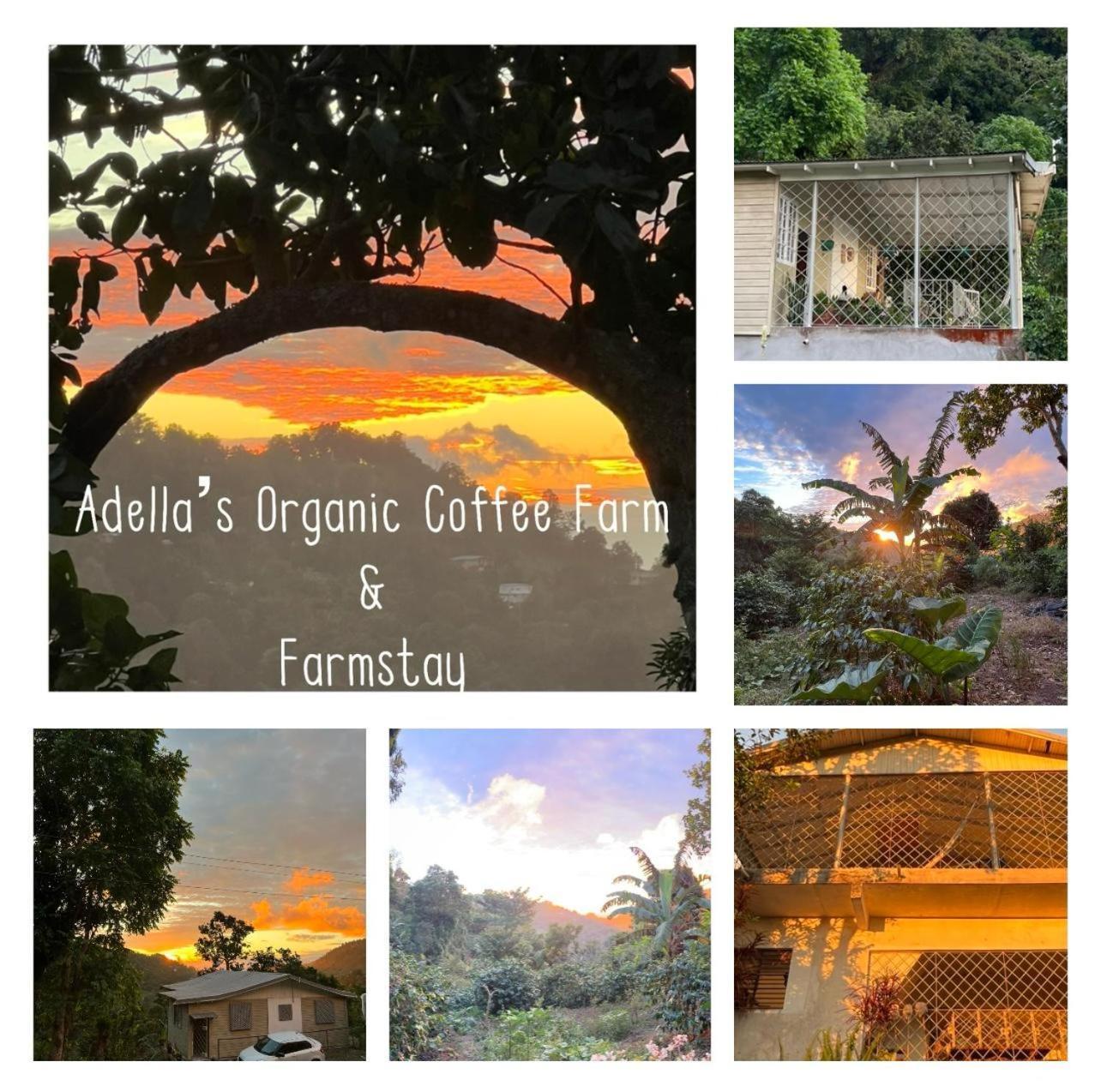 Adella'S Blue Mountain Coffee Farmstay Kingston Exterior foto