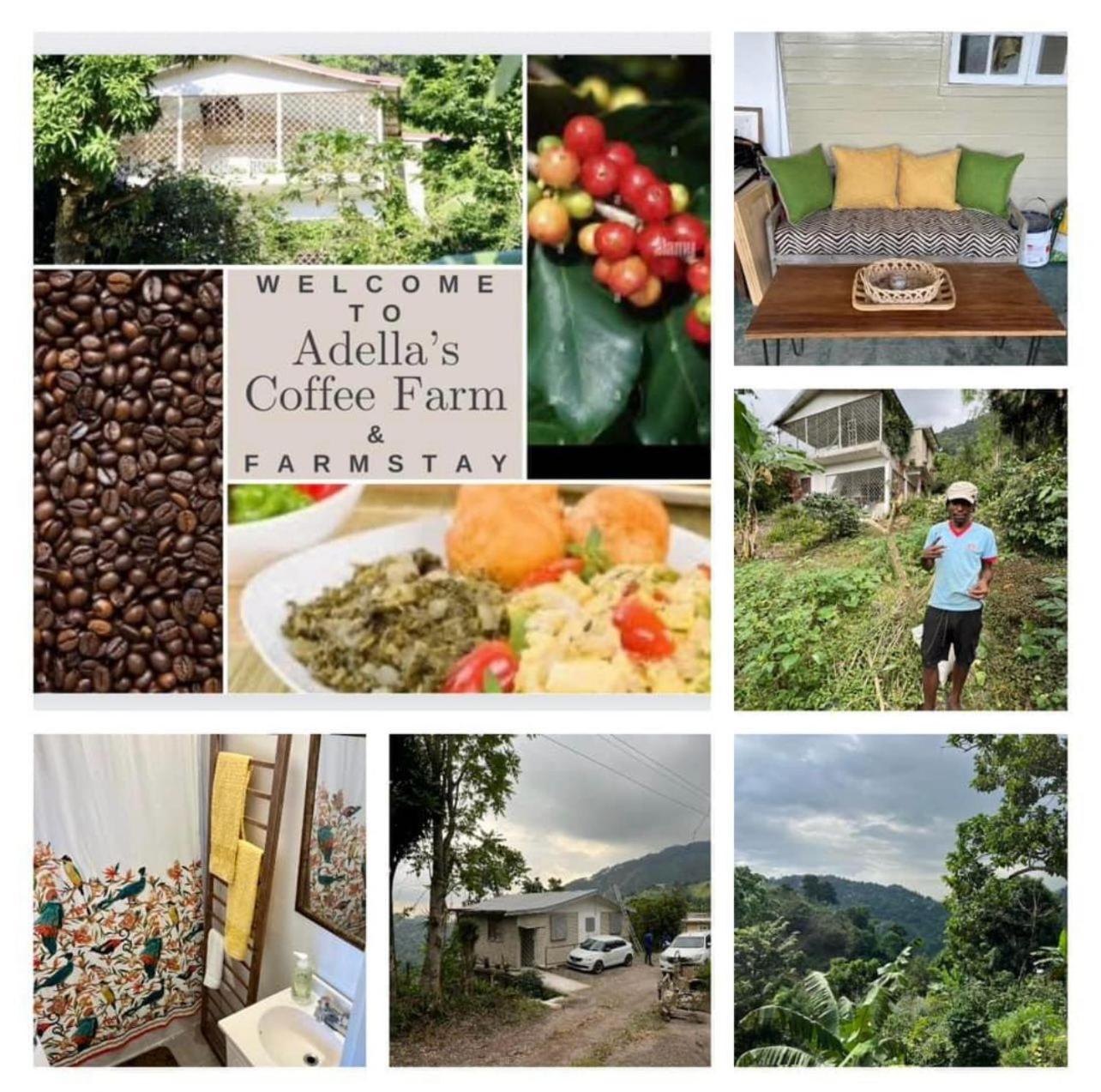 Adella'S Blue Mountain Coffee Farmstay Kingston Exterior foto